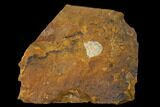 Unidentified Fossil Seed From North Dakota - Paleocene #145357-1